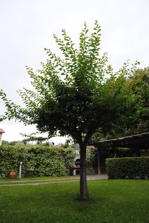 Il Susino Tirrenia Exterior foto